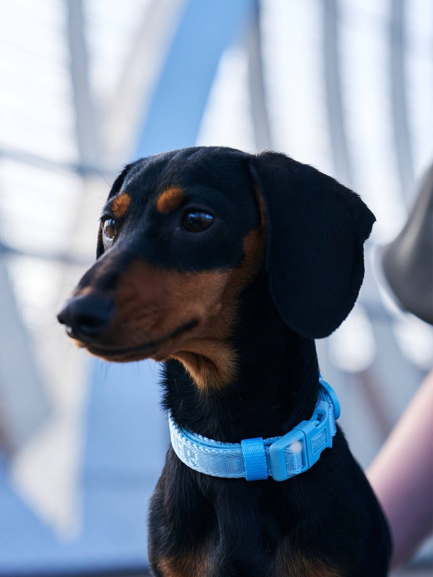 Soft Blue Dog Collar