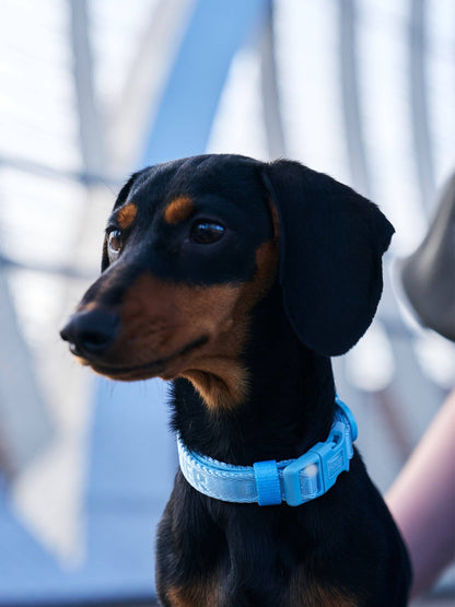 Soft Blue Dog Collar